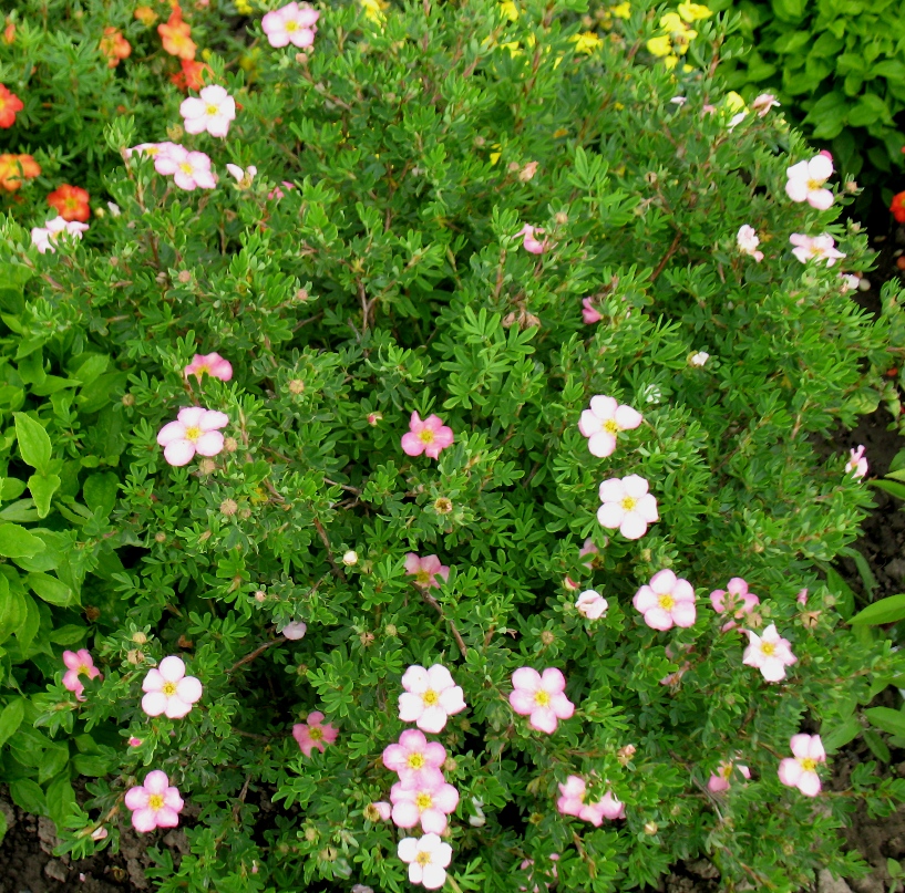 Перстач чагарниковий ‘Pink Beauty’