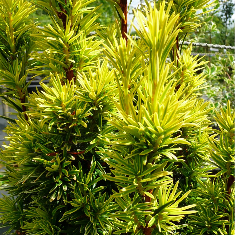 Тисс ягодный ‘Fastigiata Aurea’