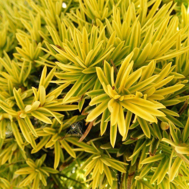Тисс ягодный ‘Fastigiata Aurea’
