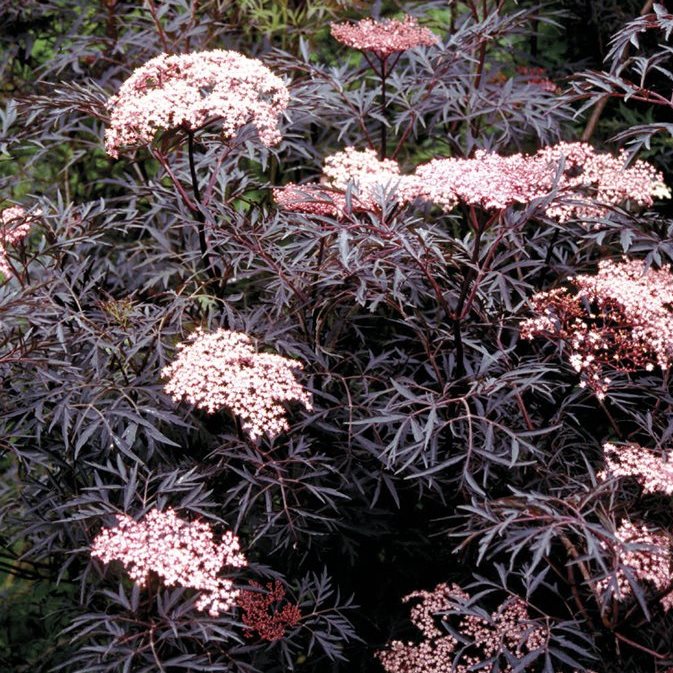 Бузина чорна ‘Black Lace’