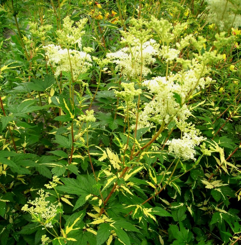Лабазник вязолистый ‘Variegata’
