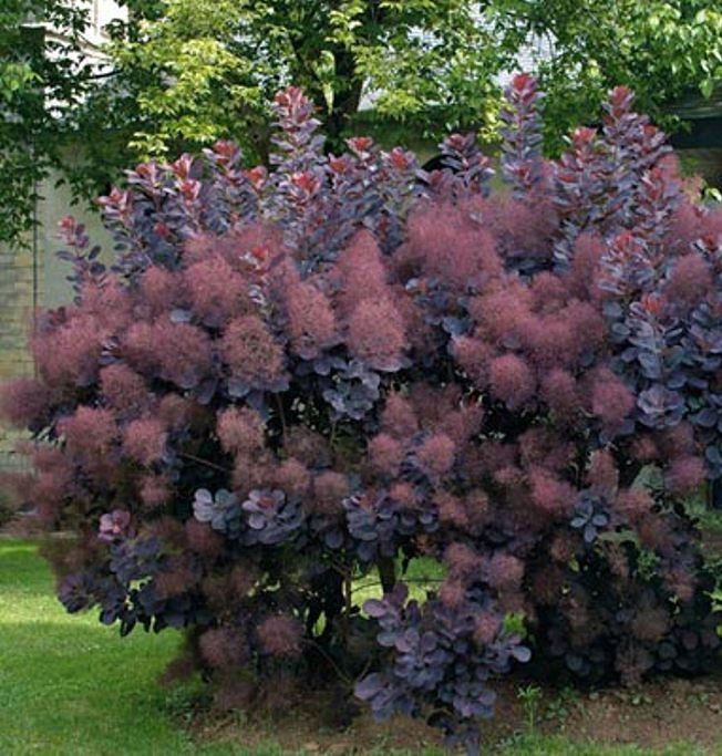 Скумпія звичайна ‘Rubrifolia’