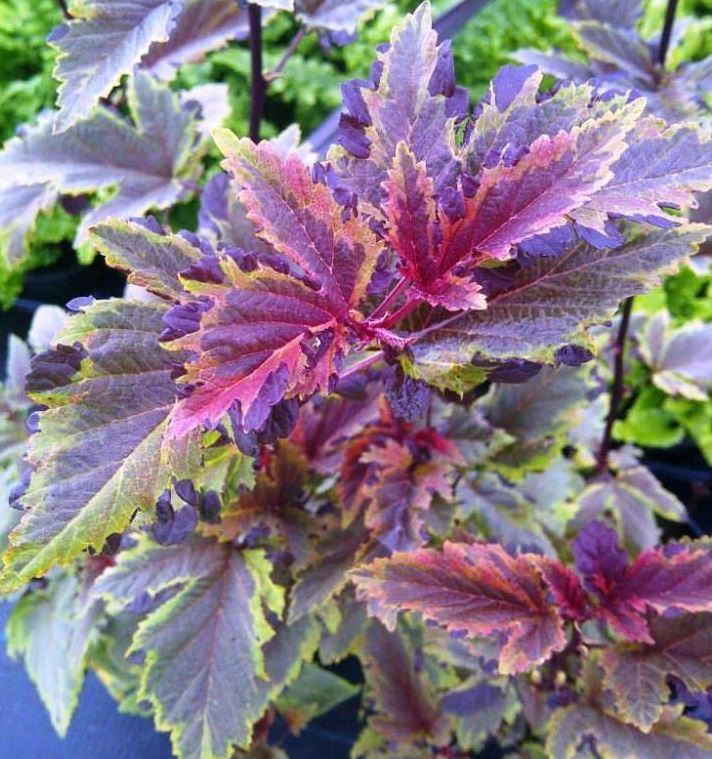 Пухіроплідник калинолистий ‘Chameleon’