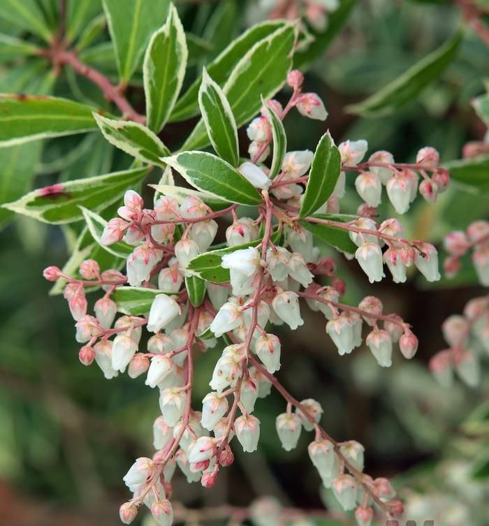 Пиерис японский ‘Little Heath’