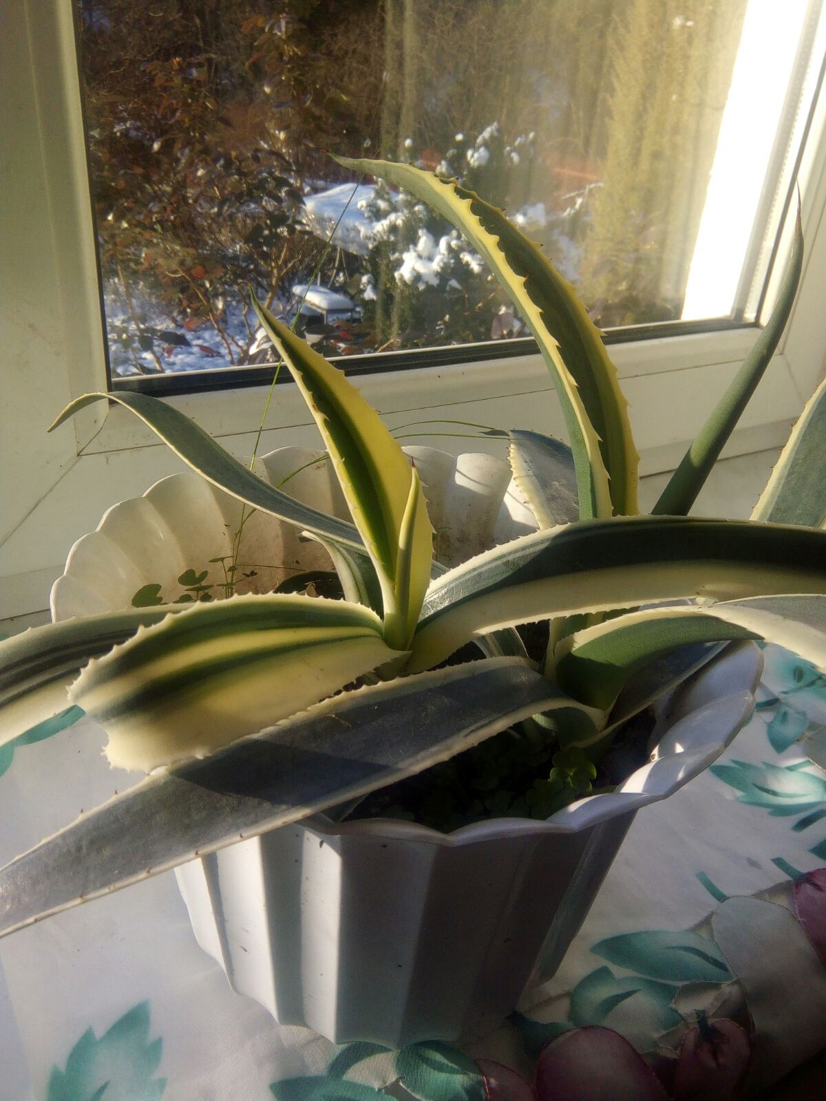 Агава американська ‘Variegata’