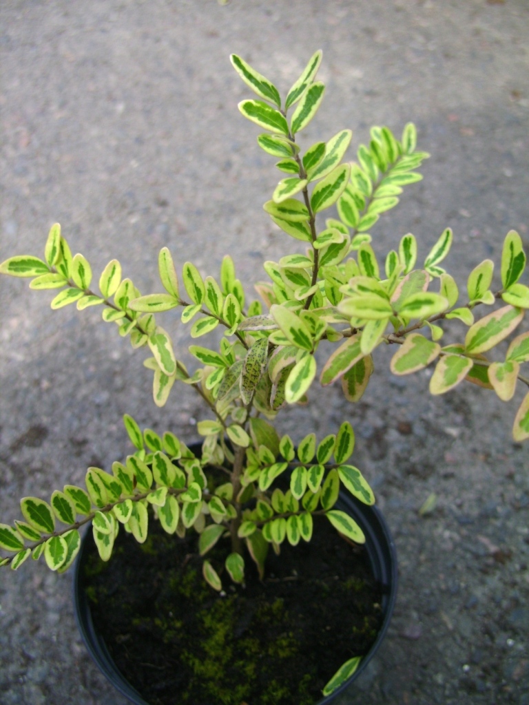 Жимолость шапочна ‘Variegata’