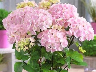 Гортензія крупнолиста ‘Pink’