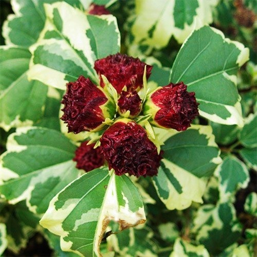 Гибискус сирийский ‘Purpureus Variegatus’