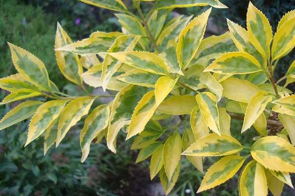 Форзиція проміжна ‘Variegata’