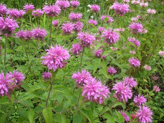 Монарда двійчаста ‘Panorama Pink-Violet’