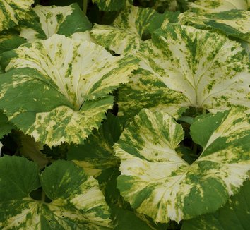 Белокопытник японский ‘Variegata’