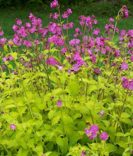 Смолка двудомная ‘Ray’s Golden Campion’