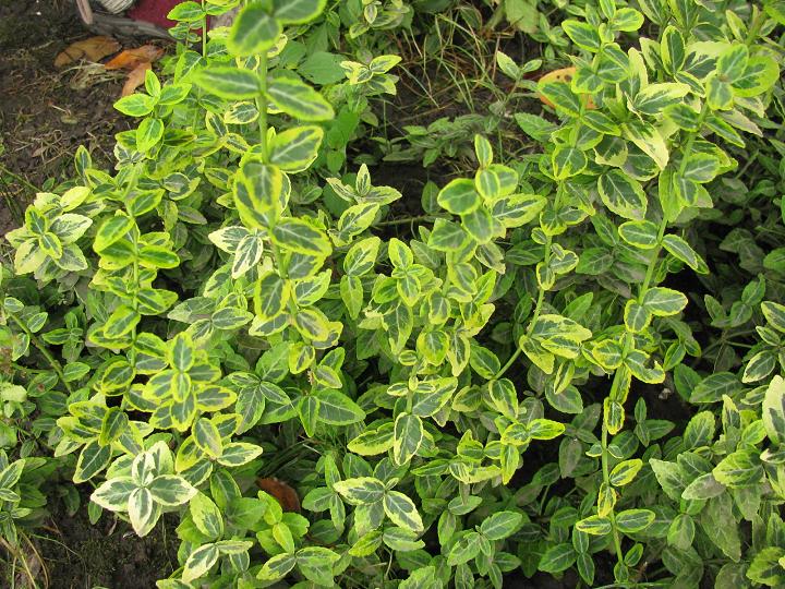 Бруслина Форчуна ‘Emerald’n Gold’
