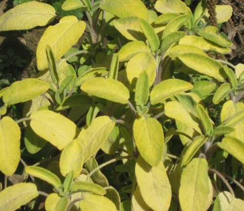 Шавлія лікарська ‘Kew Gold’