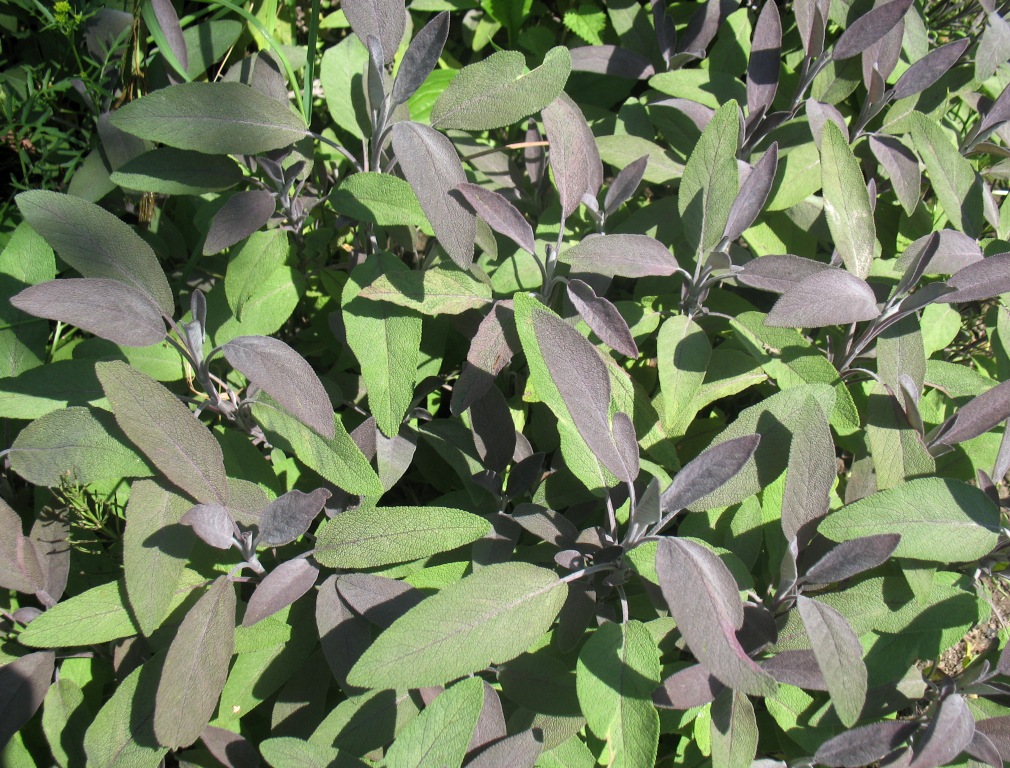 Шавлія лікарська ‘Purpurea’