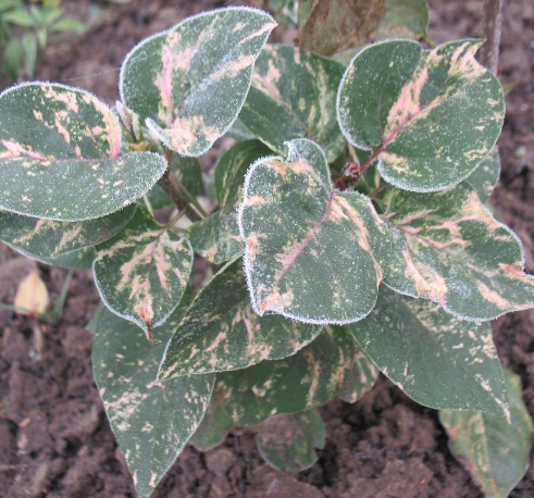 Сирень обыкновенная ‘Aucubaefolia’