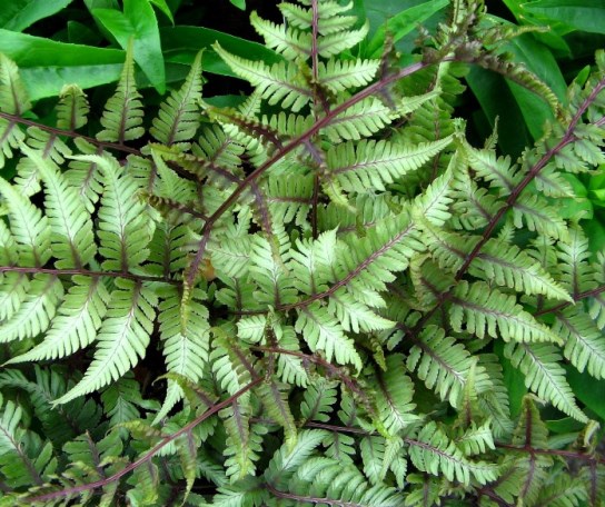 Безщитник японський ‘Pictum’
