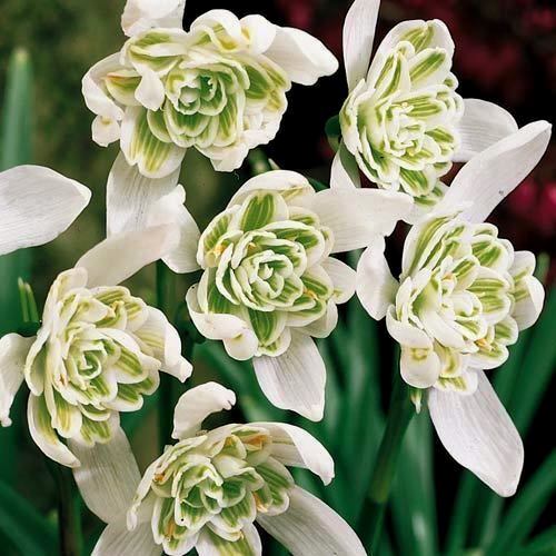 Подснежник белоснежный ‘Flore Pleno’