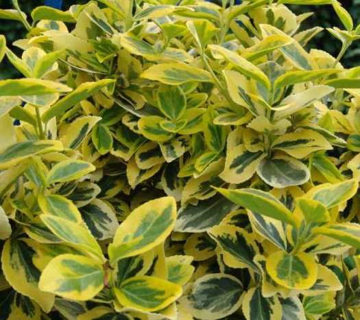 Бересклет Форчуна ‘Emerald’n Gold’