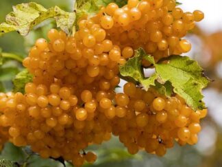 Калина звичайна 'Xanthocarpum'