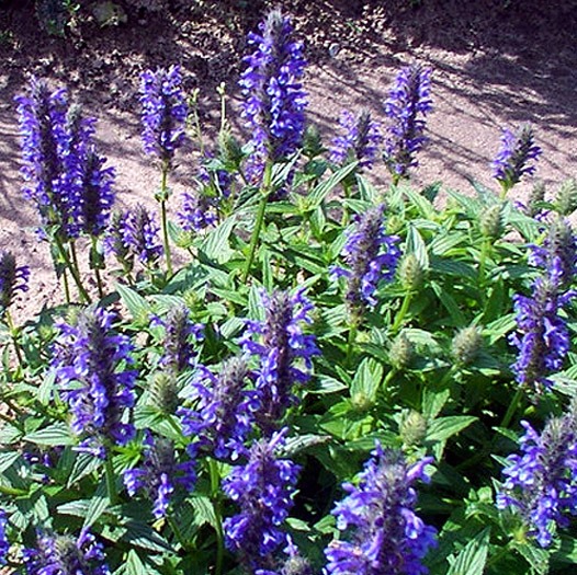 Котяча м’ята жилкувата ‘Blue Carpet’