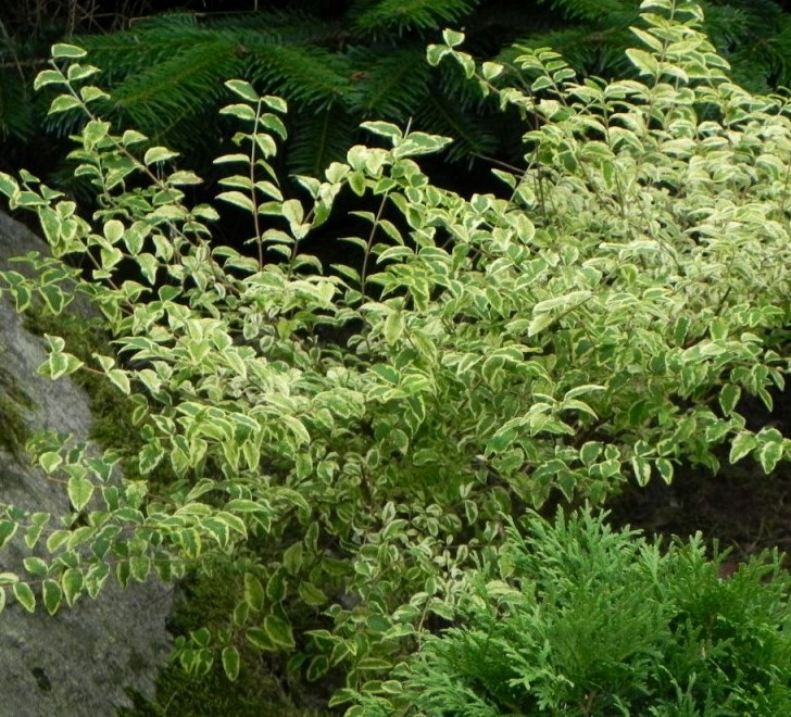 Снежноягодник округлый ‘Variegata’