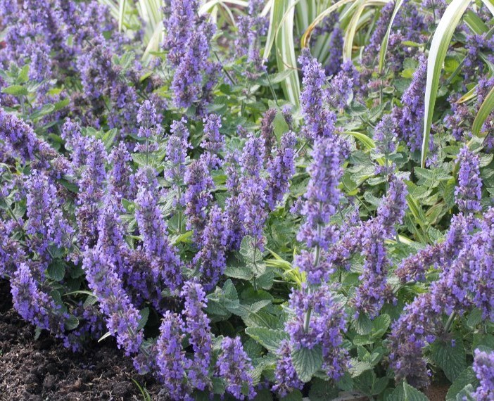 Котовник кошачий ‘Purple Haze’