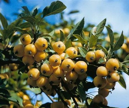 Яблоня ягодная ‘Siberian Gold’, семена