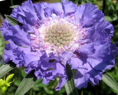 Скабіоза кавказька ‘Fama Blue’.