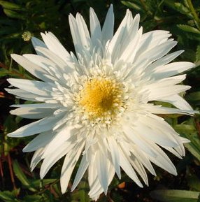 Нивяник ‘Wirral Supreme’