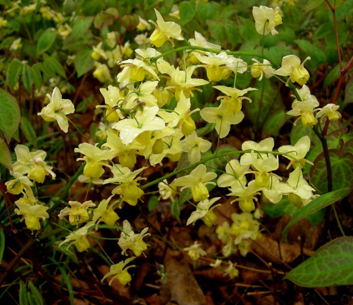 Горянка різнокольорова ‘Sulphureum’