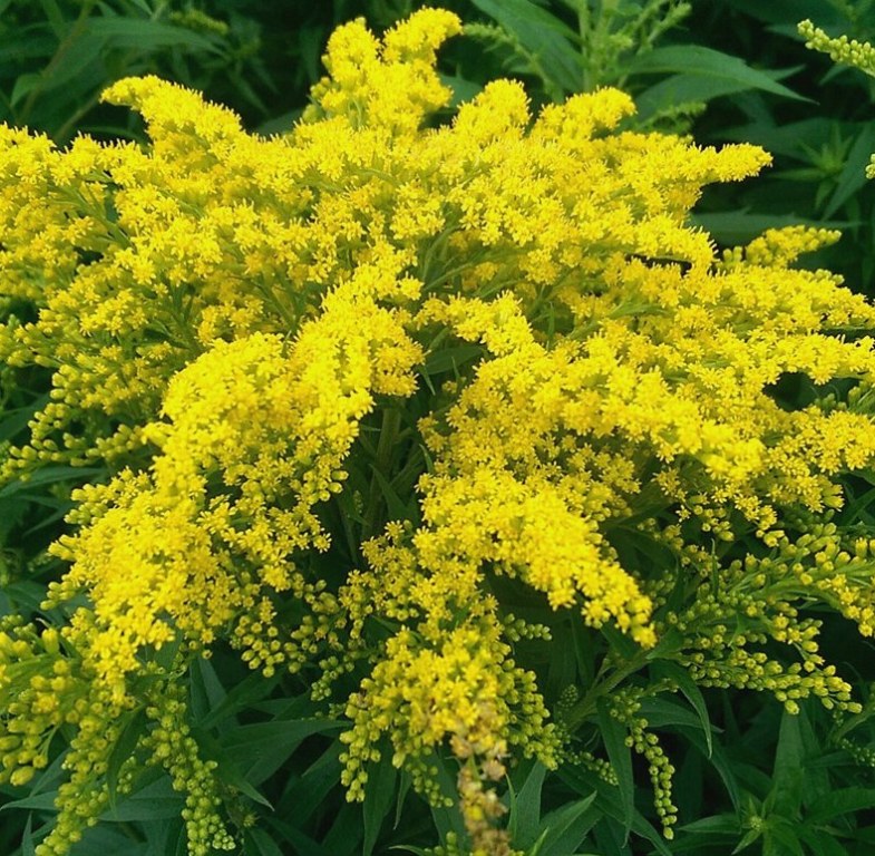 Золотарник ‘Goldkind’