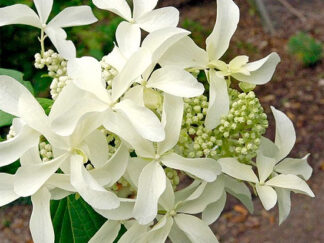 Гортензія віничкова ‘Great Star’