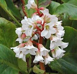 Бадан ‘Bressingham White’