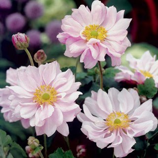 Анемона (Ветреница) ‘Queen Charlotte’