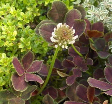 Конюшина повзуча ‘Atropurpurea’