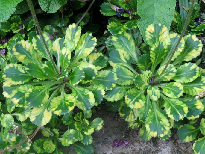 Ломикамінь тінистий ‘Variegata’