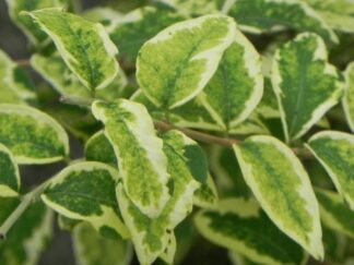 Снежноягодник округлый ‘Variegata’