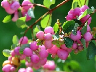 Сніжноягідник Доренбоза ‘Magic Berry’