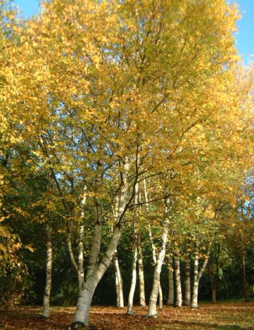 Береза паперова, насіння