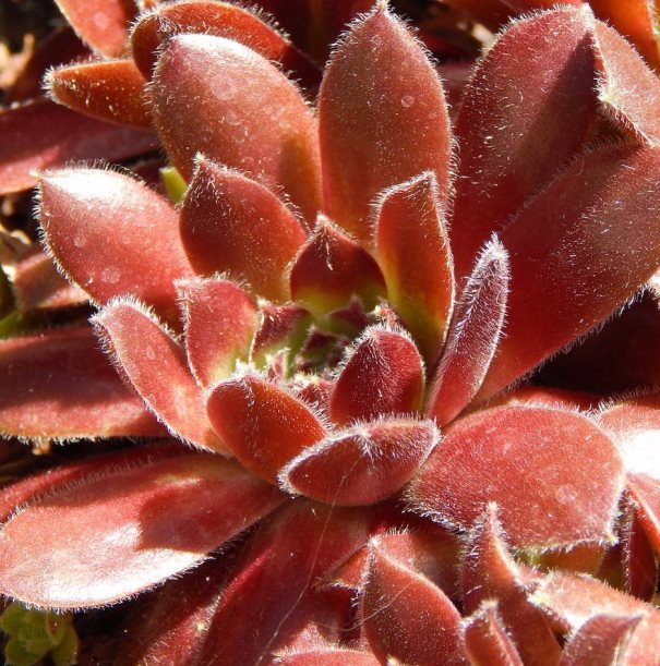 Молодило ‘Ohio Burgundy’