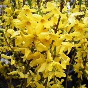 Форзиция промежуточная ‘Flojor’