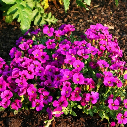 Обриета дельтовидная ‘Florado Rose Red’