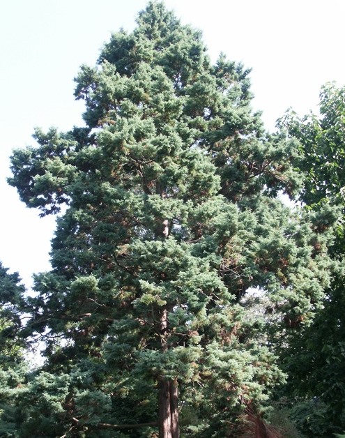 Кіпарисовик горіхоплідний ‘Squarrosa’