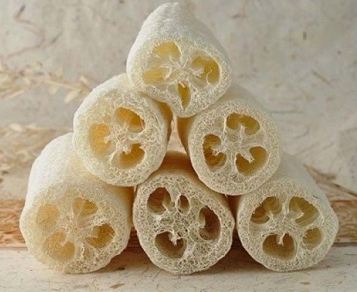 Люффа цилиндрическая, семена
