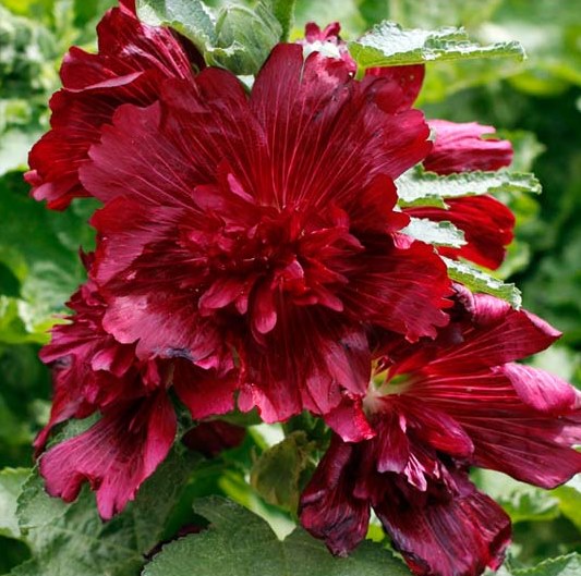 Штокроза садовая ‘Spring Celebrities Crimson’