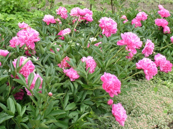 Пион лекарственный ‘Amabilis’