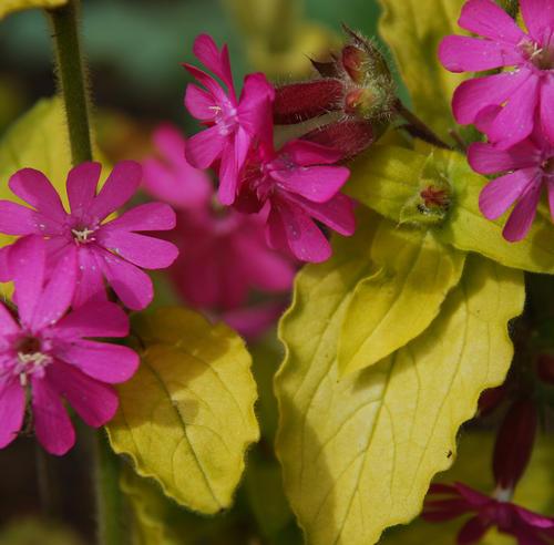 Смілка дводомна ‘Ray’s Golden Campion’
