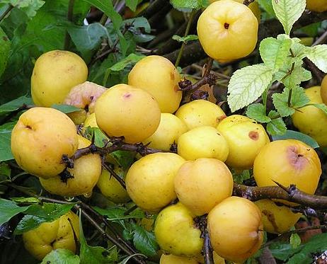 Айва японська(хеномелес) Маулея, насіння