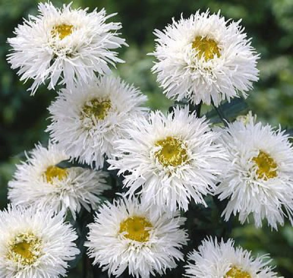 Королиця ‘Crazy Daisy’
